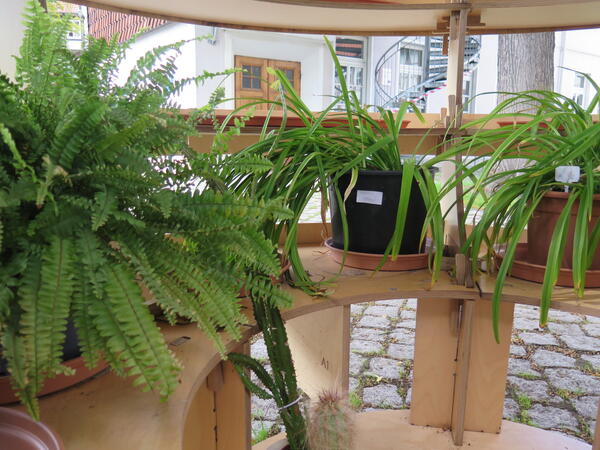 Eine Pflanze steht in der Green-Cell im Innenhof des Bildungszentrums. 